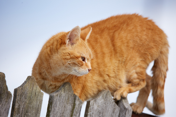 Cat sitting on a wwoden fence